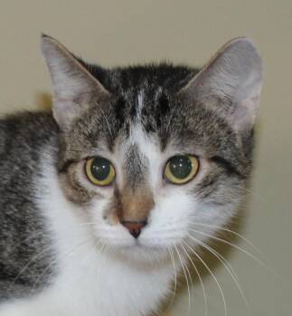 Rescue Domestic Short Hair Cats for Adoption in Huron, South Dakota - Valley | PetCurious