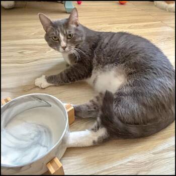 Rescue Domestic Short Hair and Tabby Cats for Adoption in Roswell, Georgia - Kase | PetCurious