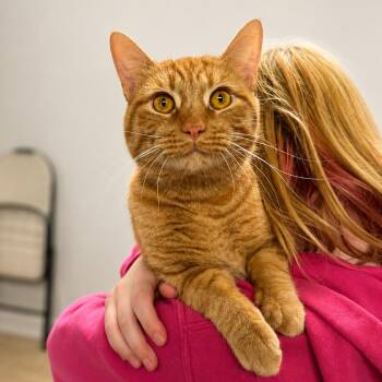 Cheeto -  Domestic Short Hair Cat for Adoption in Hopkinton, Massachusetts - Cheeto | PetCurious