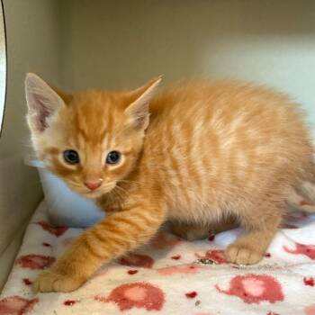 Jolly Roger -  Domestic Short Hair Cat for Adoption in Louisville, Kentucky - Jolly Roger | PetCurious