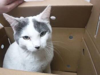 Domestic Short Hair Cats Available for Adoption in Oroville, California - DUTCH | PetCurious