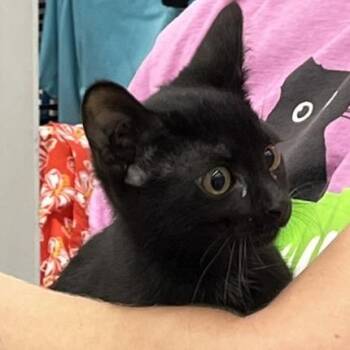 Velvet -  Domestic Short Hair Cat for Adoption in Traverse City, Michigan - Velvet | PetCurious
