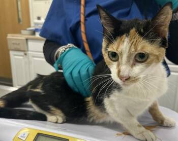 TAZZILYNN -  Domestic Short Hair Cat for Adoption - TAZZILYNN | PetCurious