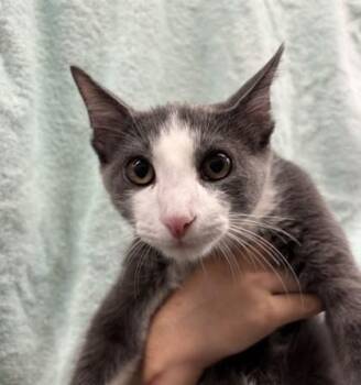 Tyler Cameron -  Domestic Short Hair Cat for Adoption in Honolulu, Hawaii - Tyler Cameron | PetCurious