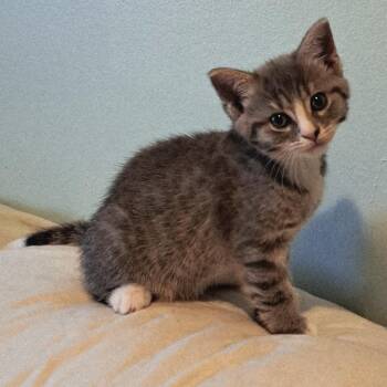 Perry -  Domestic Short Hair Cat for Adoption in Philadelphia, Pennsylvania - Perry | PetCurious
