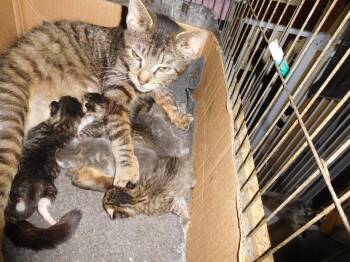 Princess -  Domestic Short Hair Cat for Adoption in New York, New York - Princess | PetCurious
