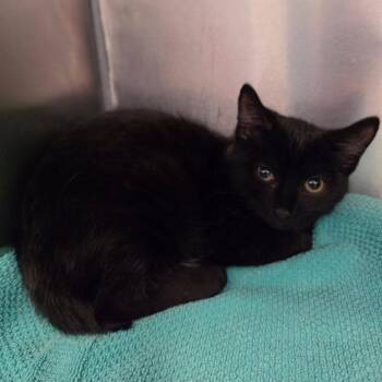 Cayenne -  Domestic Short Hair Cat for Adoption in Martinsville, Virginia - Cayenne | PetCurious