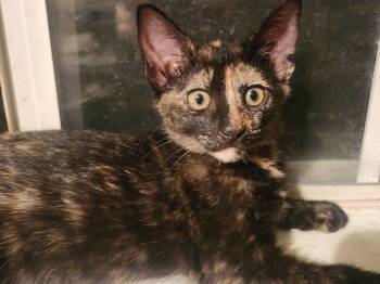 Opalite Sky 0235 -  Domestic Short Hair Cat for Adoption in Dallas, Texas - Opalite Sky 0235 | PetCurious