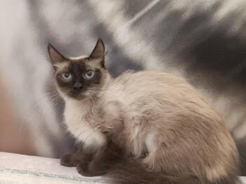 Leigha -  Ragdoll Cat for Adoption in North East, Maryland - Leigha | PetCurious
