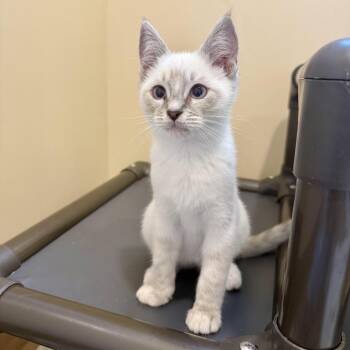 Gnome -  Domestic Short Hair Cat for Adoption in Agoura Hills, California - Gnome | PetCurious