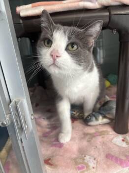 Bitsy -  Domestic Short Hair Cat for Adoption in Hutchinson, Minnesota - Bitsy | PetCurious