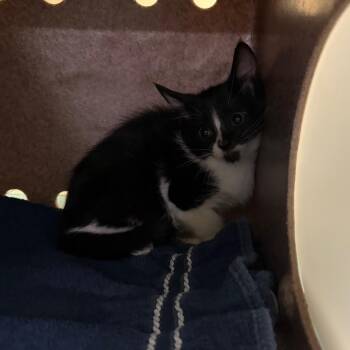 Domestic Short Hair Cats Available for Adoption in Pasadena, California - Jinx | PetCurious