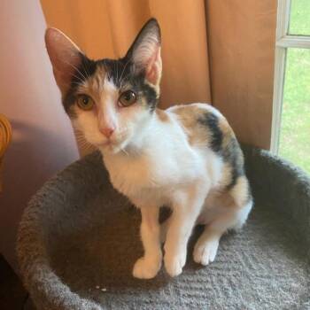 Cheyenne -  Domestic Short Hair Cat for Adoption in Tallahassee, Florida - Cheyenne | PetCurious