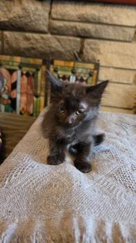 Dreamcatcher Bo. -  Domestic Short Hair Cat for Adoption in West Peoria, Illinois - Dreamcatcher Bo. | PetCurious