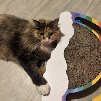 Domestic Long Hair Cats Available for Adoption in Chicago, Illinois - Katana | PetCurious