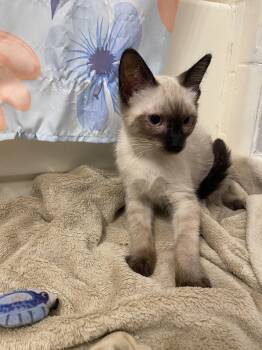 Jaafar Jackson -  Siamese Cat for Adoption in Mobile, Alabama - Jaafar Jackson | PetCurious