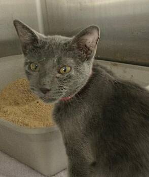 Domestic Short Hair Cats Available for Adoption - Nala | PetCurious