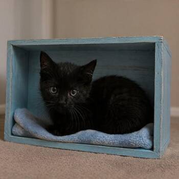 Wonton -  Domestic Short Hair Cat for Adoption in Parkersburg, West Virginia - Wonton | PetCurious