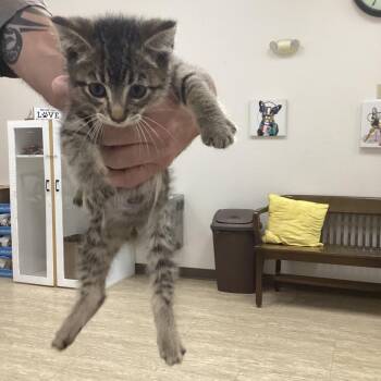 (Homelander)(Olive St) -  Domestic Short Hair Cat for Adoption in Pine Bluff, Arkansas - (Homelander)(Olive St) | PetCurious