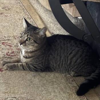 Domestic Short Hair Cats Available for Adoption - Penny | PetCurious