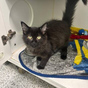 Peanut -  Domestic Medium Hair Cat for Adoption in Clavet, Saskatchewan - Peanut | PetCurious