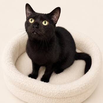 Orville -  Domestic Short Hair Cat for Adoption in Redwood Falls, Minnesota - Orville | PetCurious