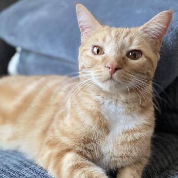 Sharon -  Domestic Short Hair Cat Available for Adoption in Traverse City, Michigan - Sharon | PetCurious