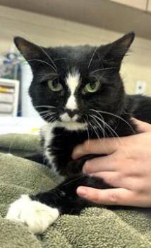 Pepper Marie (Bonded to Cali Cat) -  Domestic Short Hair Cat for Adoption in Fishers, Indiana - Pepper Marie (Bonded To Cali Cat) | PetCurious