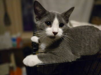 Rescue Domestic Short Hair Cats for Adoption in Greenwich Township, New Jersey - Kendalyn | PetCurious