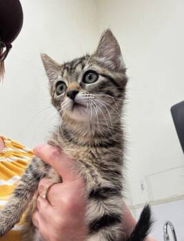 Suzdal -  Domestic Short Hair Cat for Adoption in Fort Lupton, Colorado - Suzdal | PetCurious