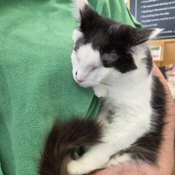 Kali -  Domestic Long Hair Cat for Adoption - Kali | PetCurious