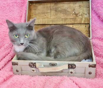 Rosie -  Domestic Medium Hair Cat for Adoption in St. Augustine, Florida - Rosie | PetCurious