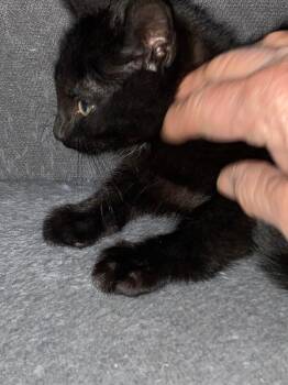 Rick Shaw -  Domestic Short Hair Cat for Adoption in Fort Collins, Colorado - Rick Shaw | PetCurious
