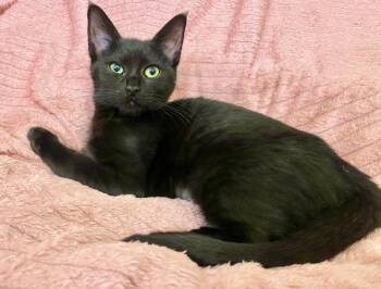Cupcake -  Domestic Short Hair Cat for Adoption in Vallejo, California - Cupcake | PetCurious
