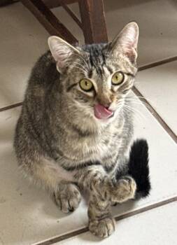 Domestic Short Hair Cats Available for Adoption - Lucy (Lower Bucks Litter) | PetCurious