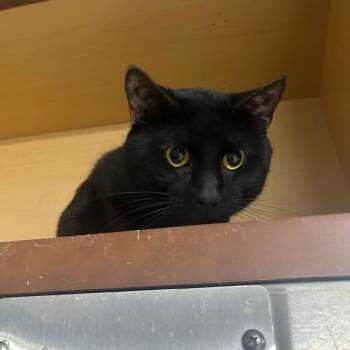 Domestic Short Hair Cats Available for Adoption - Vader | PetCurious