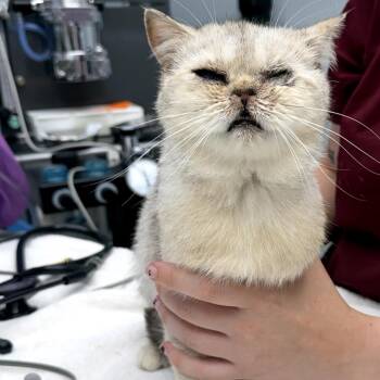 Q-Tip -  British Shorthair Cat for Adoption in Oyster Bay, New York - Q-Tip | PetCurious