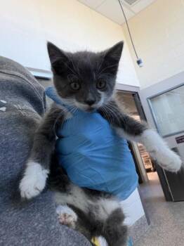 Domestic Short Hair Cats Available for Adoption in Westland, Michigan - XO | PetCurious