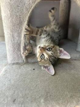 Sloth -  Domestic Short Hair Cat for Adoption in Covington, Louisiana - Sloth | PetCurious