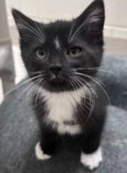 Domestic Short Hair Cats Available for Adoption in Atlanta, Georgia - Ribbit | PetCurious