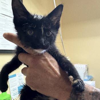 Bramble -  Domestic Short Hair Cat for Adoption in Corinth, Mississippi - Bramble | PetCurious
