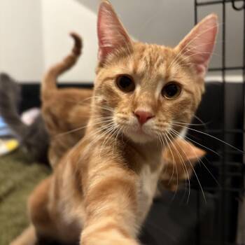 Rescue Domestic Short Hair Cats for Adoption in Warrenville, Illinois - Gino | PetCurious