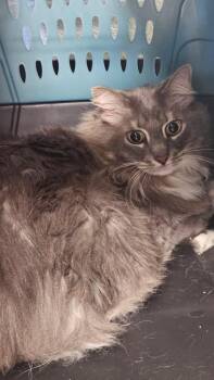 LADY GODIVA -  Domestic Long Hair Cat for Adoption in Crossville, Tennessee - LADY GODIVA | PetCurious