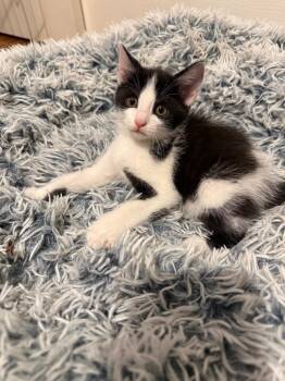 Clinique -  Domestic Short Hair Cat Available for Adoption in Orlando, Florida - Clinique | PetCurious