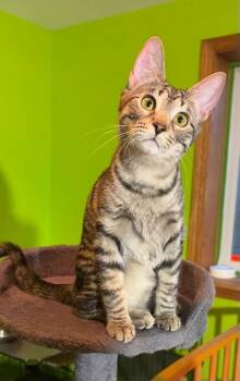 Domestic Short Hair Cats Available for Adoption in Blaine, Minnesota - Winnie And Elfie  | PetCurious