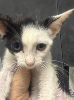 Yin -  Domestic Short Hair Cat for Adoption in Henderson, North Carolina - Yin | PetCurious