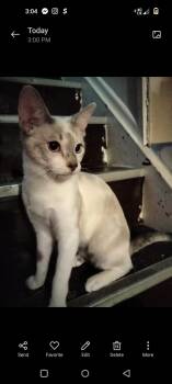 Rescue Siamese Cats for Adoption in Lincoln Park, Michigan - Ariel II | PetCurious