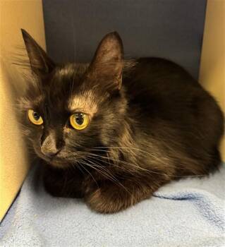 SPOOKY -  Domestic Short Hair Cat for Adoption in Fort Wayne, Indiana - SPOOKY | PetCurious