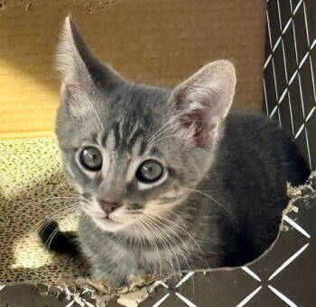 Rescue Domestic Short Hair Cats for Adoption in Seal Beach, California - Kitten Reina | PetCurious