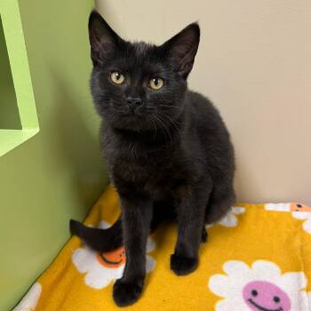 Rescue Domestic Short Hair Cats for Adoption in Arlington Heights, Illinois - Dorothy | PetCurious